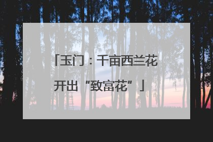 玉门：千亩西兰花开出“致富花”