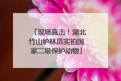 现场直击！湖北竹山护林员实拍国家二级保护动物