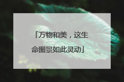 万物和美，这生命图景如此灵动