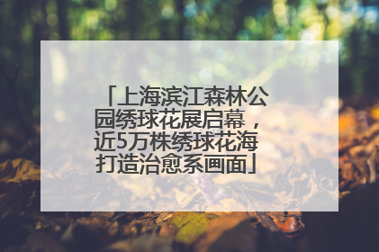 上海滨江森林公园绣球花展启幕，近5万株绣球花海打造治愈系画面