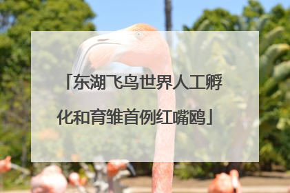 东湖飞鸟世界人工孵化和育雏首例红嘴鸥