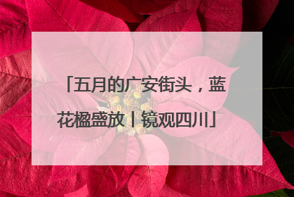 五月的广安街头，蓝花楹盛放丨镜观四川