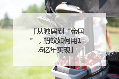 从独居到“帝国”，蚂蚁如何用1.6亿年实现