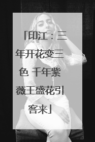 印江：三年开花变三色 千年紫薇王盛花引客来
