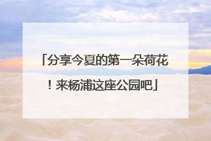 分享今夏的第一朵荷花！来杨浦这座公园吧