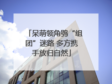 呆萌领角鸮“组团”迷路 多方携手放归自然
