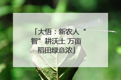 大悟：新农人“智”耕沃土 万亩稻田绿意浓