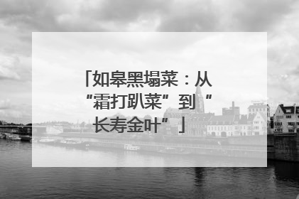 如皋黑塌菜：从“霜打趴菜”到“长寿金叶”