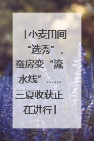 小麦田间“选秀”、蚕房变“流水线”……三夏收获正在进行