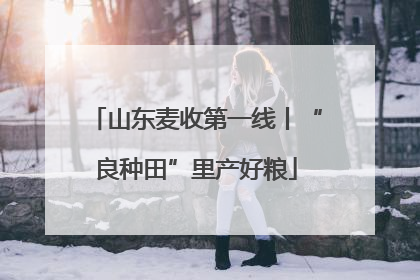 山东麦收第一线丨“良种田”里产好粮