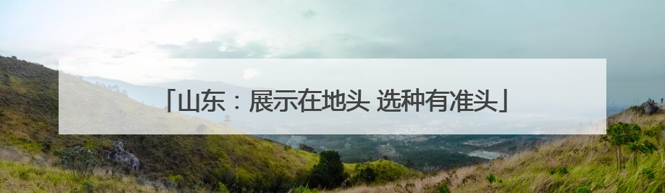 山东：展示在地头 选种有准头