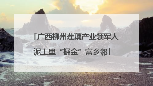 广西柳州莲藕产业领军人泥土里“掘金”富乡邻