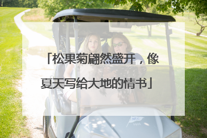 松果菊翩然盛开，像夏天写给大地的情书
