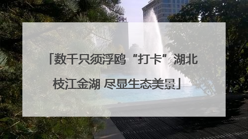 数千只须浮鸥“打卡”湖北枝江金湖 尽显生态美景