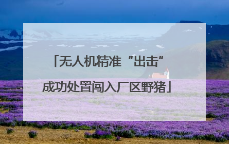 无人机精准“出击” 成功处置闯入厂区野猪