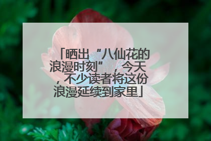 晒出“八仙花的浪漫时刻”，今天，不少读者将这份浪漫延续到家里