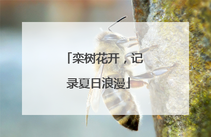 栾树花开，记录夏日浪漫