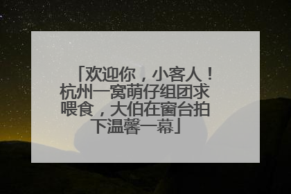 欢迎你，小客人！杭州一窝萌仔组团求喂食，大伯在窗台拍下温馨一幕