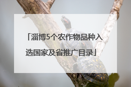 淄博5个农作物品种入选国家及省推广目录