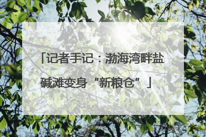 记者手记：渤海湾畔盐碱滩变身“新粮仓”