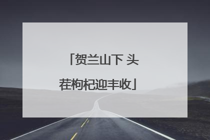 贺兰山下 头茬枸杞迎丰收