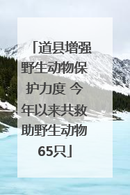 道县增强野生动物保护力度 今年以来共救助野生动物65只