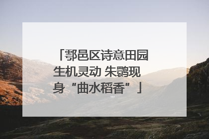 鄠邑区诗意田园生机灵动 朱鹮现身“曲水稻香”