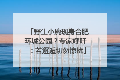 野生小麂现身合肥环城公园？专家呼吁：若邂逅切勿惊扰