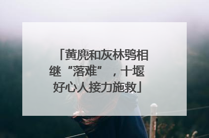 黄麂和灰林鸮相继“落难”，十堰好心人接力施救