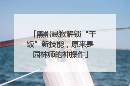 黑帽悬猴解锁“干饭”新技能，原来是园林师的神操作