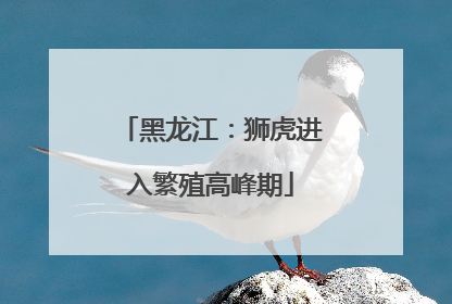黑龙江：狮虎进入繁殖高峰期